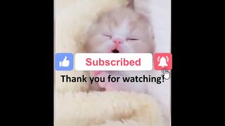 Cute And Funny Pets Dogs Compilation