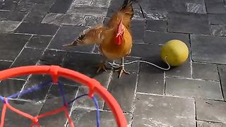 Chicken Soo funny clips see end ????????????????