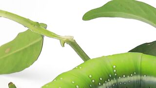 Beautiful insect| Beautiful insect