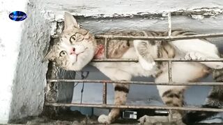 Look soon!!!The Cat's Head trapped in Metal Shop Window. Video 2023