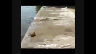 FUNNY DOGS COMPILATION