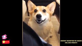 Cute & Funny Dogs Compilation 2021 -