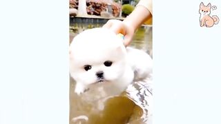 Funny Dogs Compilation!