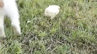 CAT PLAY WITH CHICK