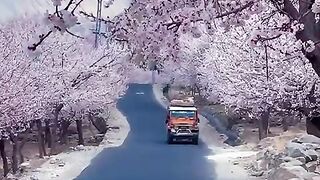Cherry Tree Flowers Spring in Northern Pakistan