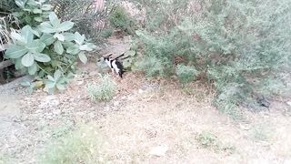 Funny stray cat with black and white color