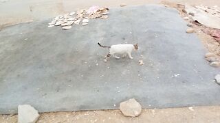 Funny cat near me