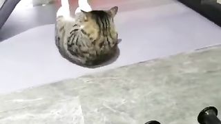 CAT IN GEM