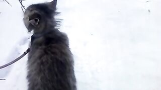 Кот на прогулке.