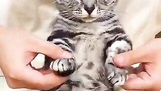 Танцующий кот 2