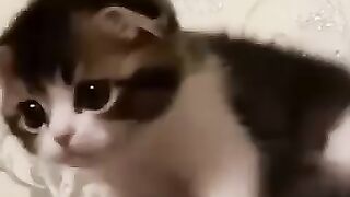 Котёнок Гав