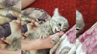 Котейка 4