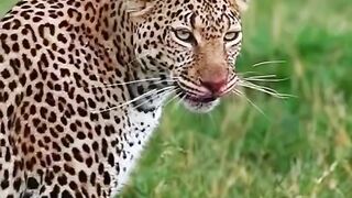 cute anmal / tiger / fox / attitude .