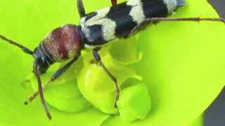 Beautiful insect #subscribe