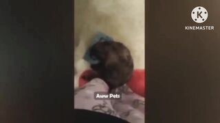 Funniest Fails Of The Year Compilation