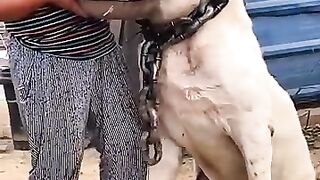 Dangerous dog.