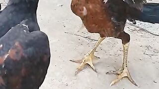 Aseel chicks.