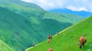Tum ko Dekha to ye Kia hogaya Indian movie songs
