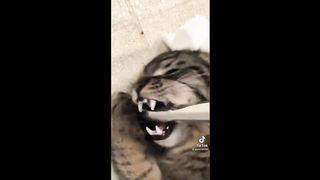 BEST CAT MEMES COMPILATION OF 2023