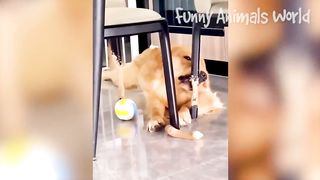 best Funny Animal Videos 2022