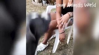 best Funny Animal Videos 2022
