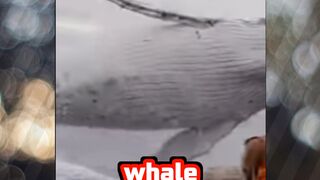 Whale jumps out from sea سبحان اللہ