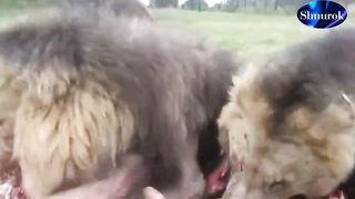 Look soon!!!Lion vs. Pitbull Fight Videos.Video 2023
