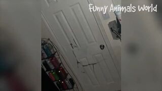 Best Funny Animal Videos 2023
