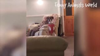 Best Funny Animal Videos 2023