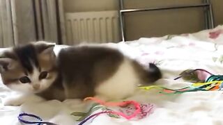 The Cutest Baby Cats Compilation