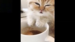 Cute baby cats - keep you smiling