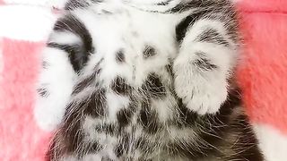 Ultimate Baby Cats - Cute and Funny Cat Videos