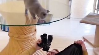 Baby Cats - Cute and Funny Baby Cats ????????????