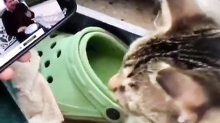 Baby Cats ???? - Cute and Funny Cat Short Video