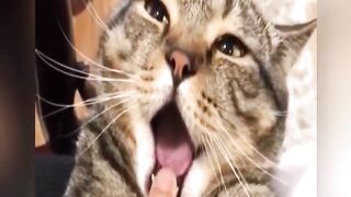 Baby Cats - Cute and Funny Cat Videos