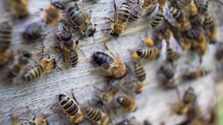 Honeybees as busy as bee