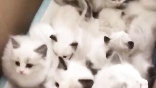 Baby Cats - Cute and Funny Baby Cats ????????????