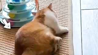 Funny Cats ???? Cute and Baby Cats Videos