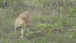 Look soon!!!  Jaguar fight with fighting dogs. Who turns out to be the hunters. Video 2023