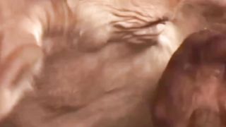 Animals stories # Heart touching # foryou# follow me# ZainXhaikh Official...