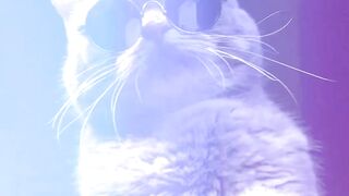 charmante chat - RIRE 100%!