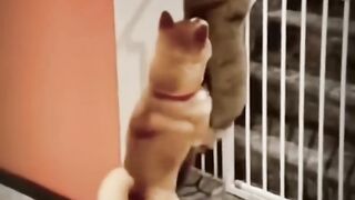 Funny Animals