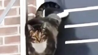 Funny ???? Animal