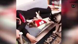 funny dogs ???? compilation part ????????