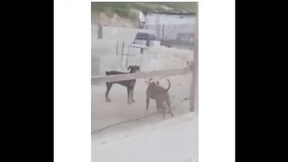 Funniest TikTok Dogs and Cats #3