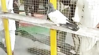 پنجاب چیمپئن کبوتر کا بچہ