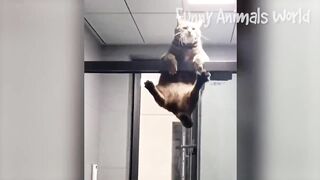 Funny ???? Animal