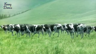 Cow funny dance