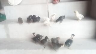 Chiks on stair