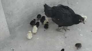 Chiks with her mom